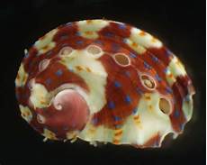 Abalone Shell