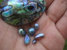 Abalone Shell