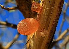 Acacia Gum