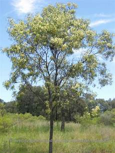 Acacia Gum