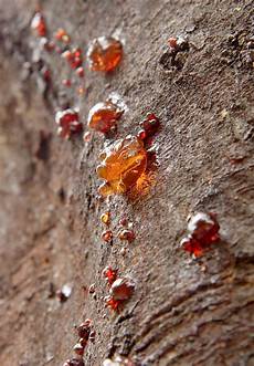 Acacia Gum