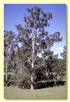 Acacia Gum