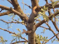 Acacia Tree Gum