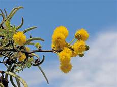 Acacia Tree Gum