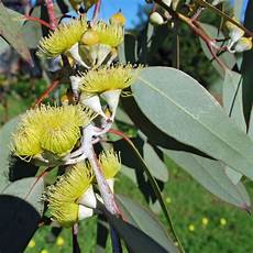 Acacia Tree Gum