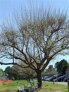 Acacia Tree Gum