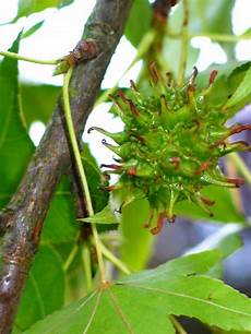 Acacia Tree Gum