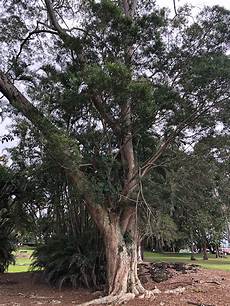 Acacia Wood