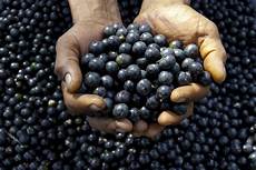 Acai Berry Extract