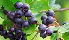 Acai Berry