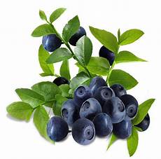 Acai Fruit Extract
