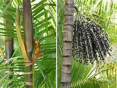 Acai Fruit Extract