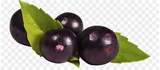 Acai Fruit Extract