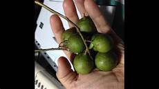 Acai Fruit