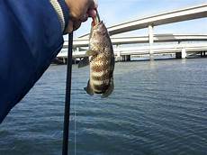 Accurate Fishing Reel