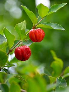 Acerola Cherry