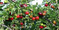 Acerola Cherry
