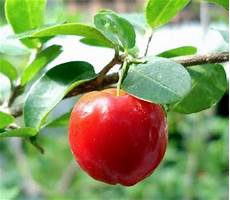 Acerola Cherry