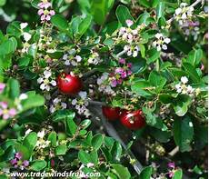 Acerola Cherry