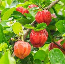 Acerola Extract
