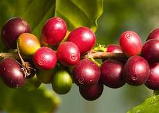 Acerola Extract