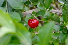 Acerola Juice
