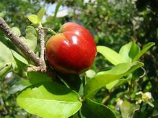 Acerola Juice