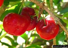 Acerola Juice