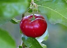 Acerola Juice