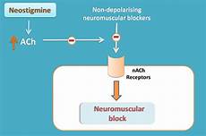 Acetylcholinesterase Inhibitors