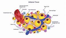 Adipose Inhibin Tablets