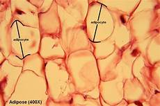 Adipose Inhibin Tablets