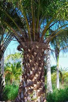 African Oil Palm
