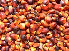 African Oil Palm