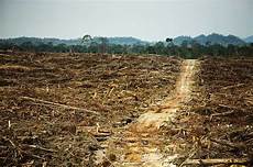 African Oil Palm