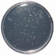 Agar Distributors