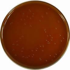 Agar Distributors