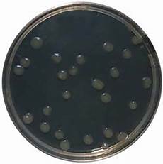 Agar Distributors