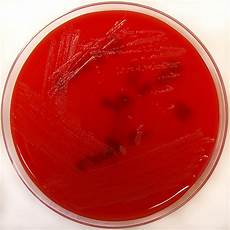 Agar Powder