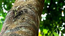 Agar Wood Oil