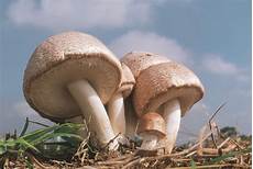 Agaricus Blazei