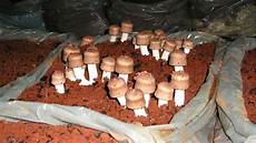 Agaricus Blazei