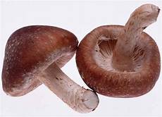 Agaricus Blazei