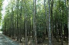 Agarwood Oil