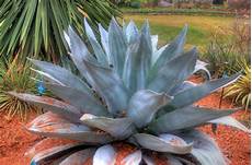 Agave Honey
