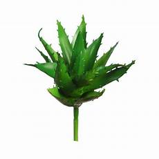 Agave Nector