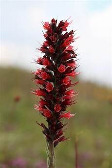 Agave Nector