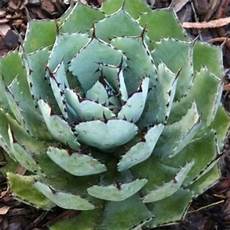 Agave Sweetner