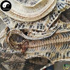 Agkistrodon Acutus