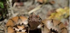 Agkistrodon Acutus